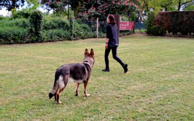 Obedience-Trainingsstunde