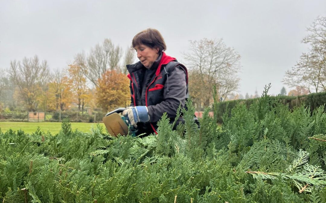 Arbeitsdienst an der Hecke